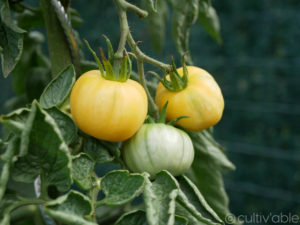 Tomate Mirabelle blanche