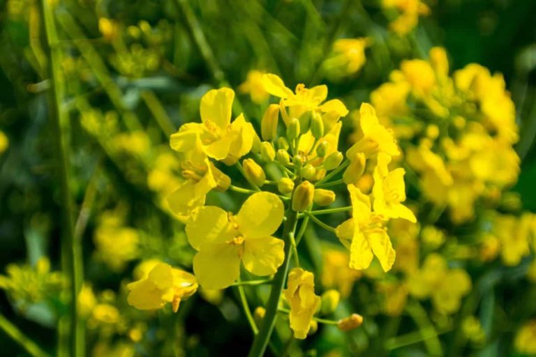 La moutarde, engrais vert ! - Cultiv'able